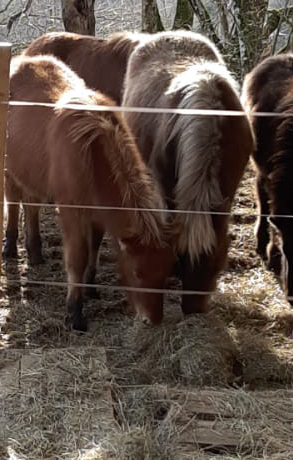 Le cheval islandais – Entre traditions et modernité