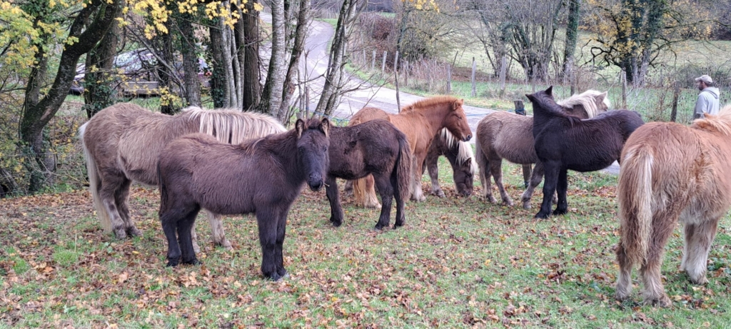 Chevaux islandais – Une race d’exception entre puissance et douceur