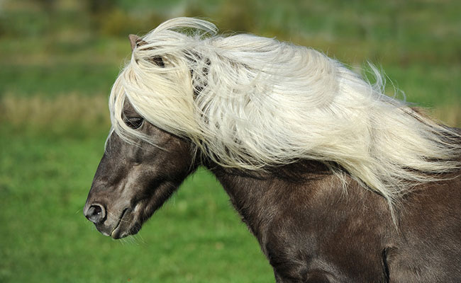 Appellation des Chevaux Islandais : Étalon, Hongre, Jument, Poulain et Plus – L’Hacienda Des Chambarands