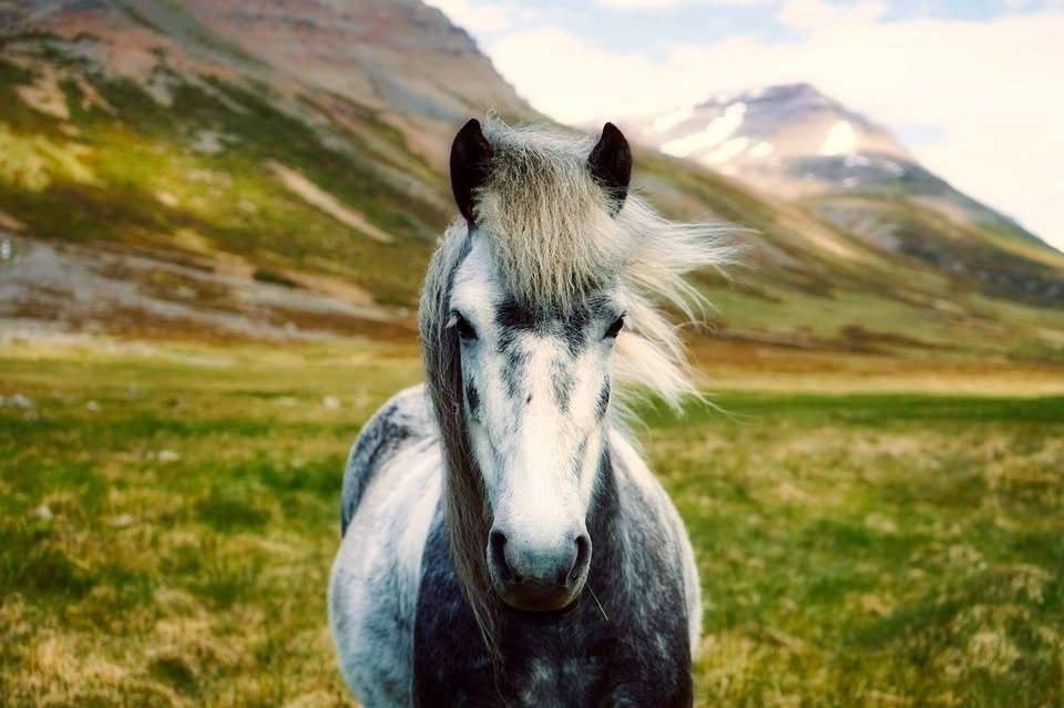 Acheter un Cheval Islandais : Prix, Poids Supporté, Selle Idéale et Particularités