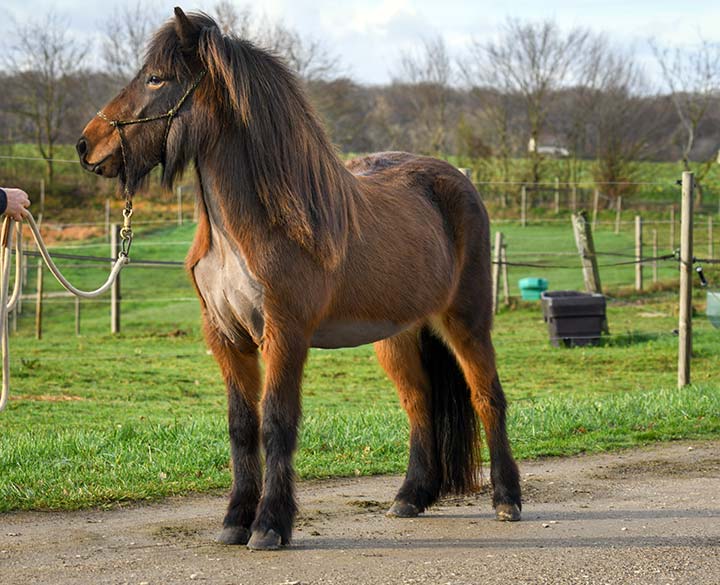 Acheter un Cheval Islandais : Particularités, Poids Supporté, et Où Trouver les Meilleurs Chevaux à Vendre